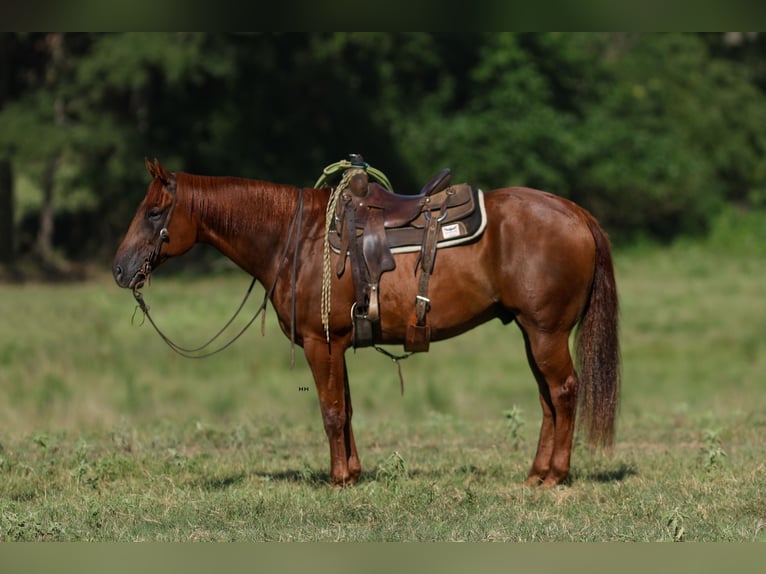 Caballo cuarto de milla Caballo castrado 10 años 160 cm Alazán rojizo in Troup, TX