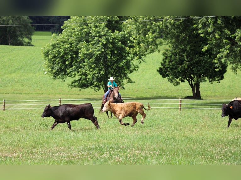 Caballo cuarto de milla Caballo castrado 10 años 160 cm Buckskin/Bayo in Clarion, PA