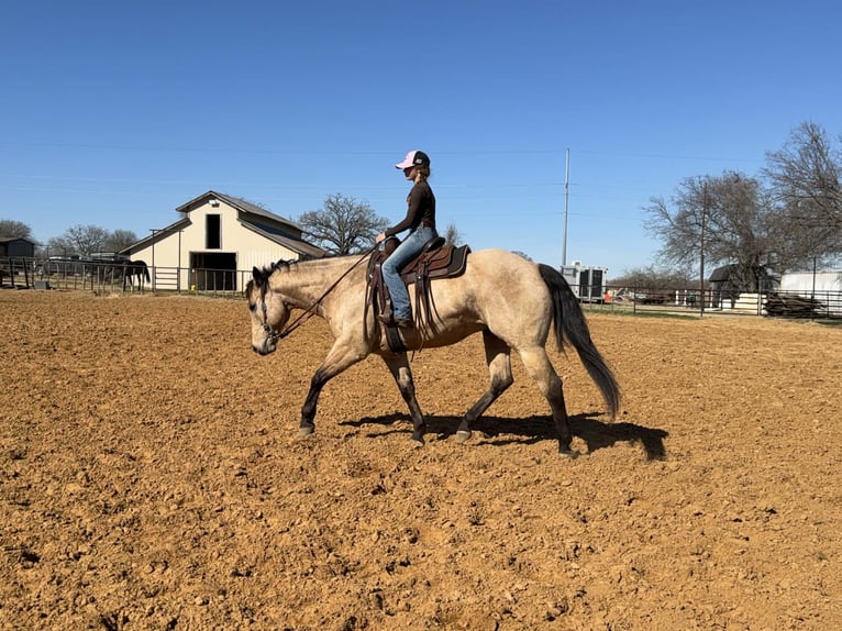 Caballo cuarto de milla Caballo castrado 10 años 160 cm Buckskin/Bayo in Cleburne