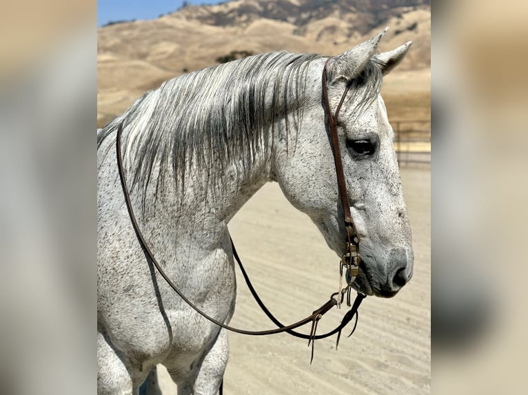 Caballo cuarto de milla Caballo castrado 10 años 160 cm Tordo in BITTERWATER, CA
