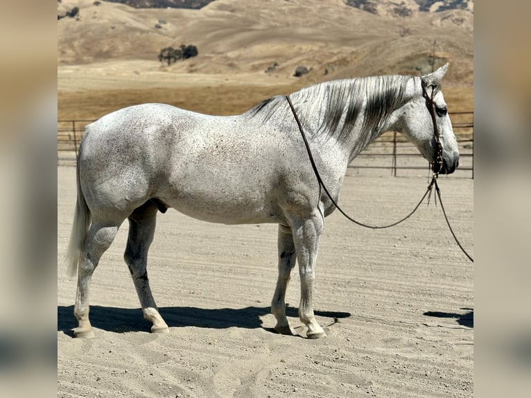 Caballo cuarto de milla Caballo castrado 10 años 160 cm Tordo in BITTERWATER, CA