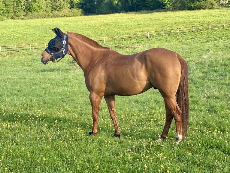 Caballo cuarto de milla Caballo castrado 10 años 163 cm Alazán in Weilrod