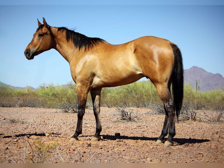 Caballo cuarto de milla Caballo castrado 10 años 163 cm Buckskin/Bayo in Marana AZ