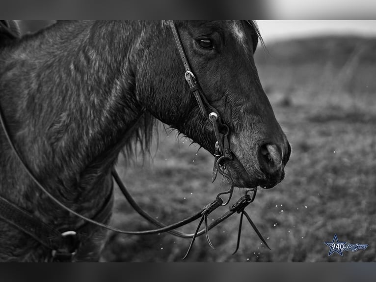 Caballo cuarto de milla Caballo castrado 10 años 163 cm Castaño-ruano in Addison, TX