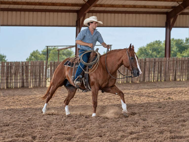 Caballo cuarto de milla Caballo castrado 10 años Alazán rojizo in Weatherford