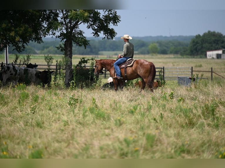 Caballo cuarto de milla Caballo castrado 10 años Alazán rojizo in Waco, TX