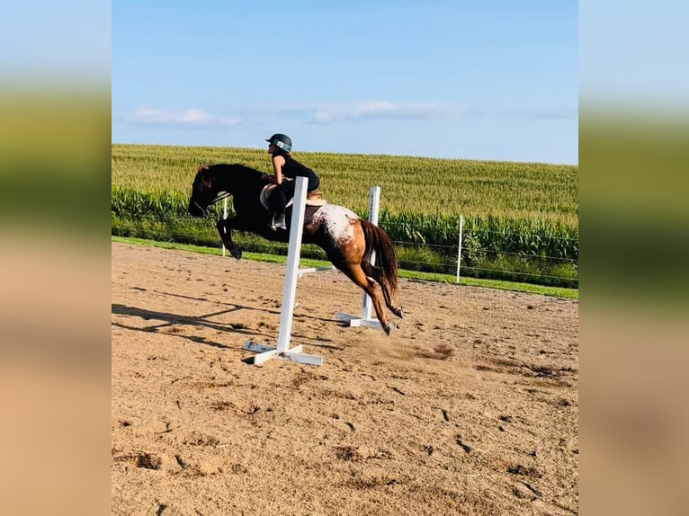 Caballo cuarto de milla Caballo castrado 10 años Alazán-tostado in Millersburg PA