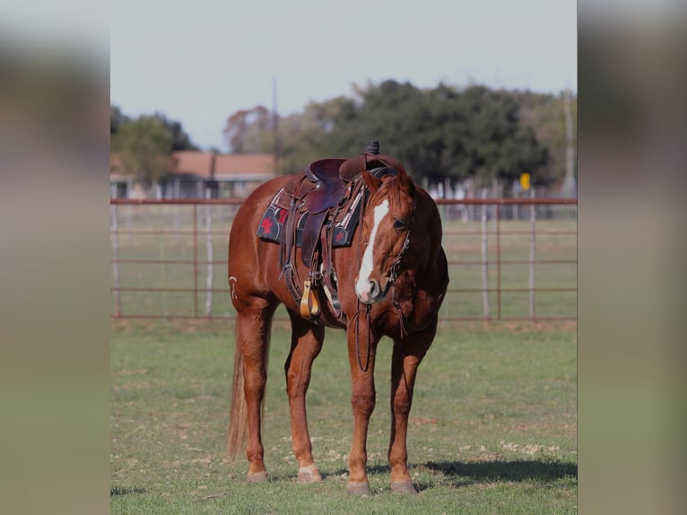 Caballo cuarto de milla Caballo castrado 10 años Alazán-tostado in Lipan TX