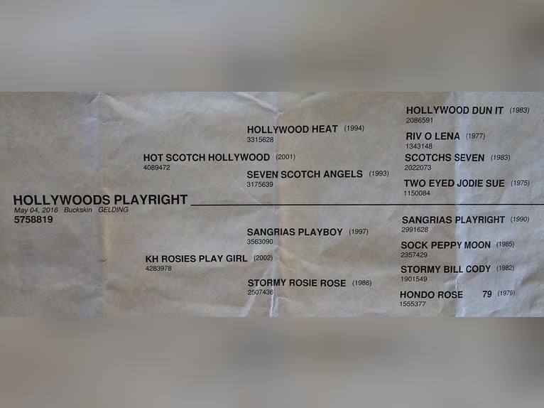 Caballo cuarto de milla Caballo castrado 10 años Buckskin/Bayo in Weatherford Tx