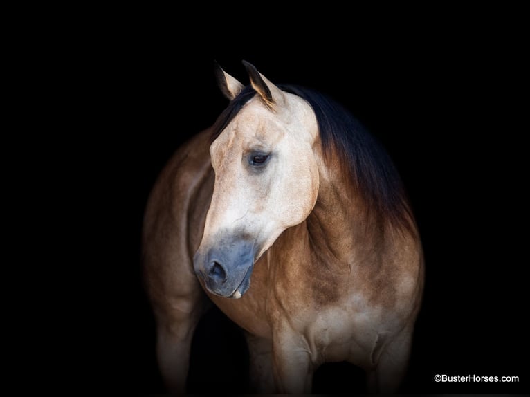Caballo cuarto de milla Caballo castrado 10 años Buckskin/Bayo in Weatherford Tx