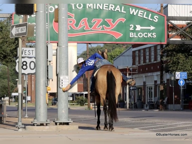 Caballo cuarto de milla Caballo castrado 10 años Buckskin/Bayo in Weatherford Tx