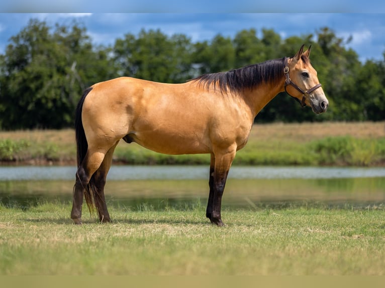 Caballo cuarto de milla Caballo castrado 10 años Buckskin/Bayo in Stephenville