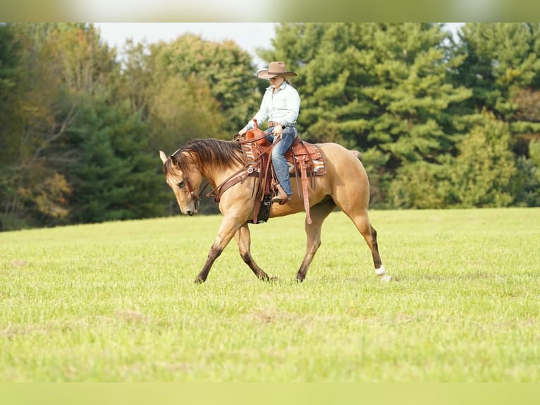 Caballo cuarto de milla Caballo castrado 10 años Buckskin/Bayo in Clarion