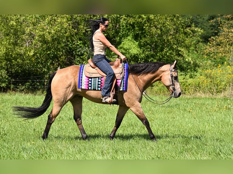 Caballo cuarto de milla Caballo castrado 10 años Buckskin/Bayo in Grantville