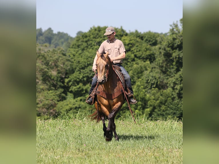 Caballo cuarto de milla Caballo castrado 10 años Buckskin/Bayo in Mount Vernon, KY