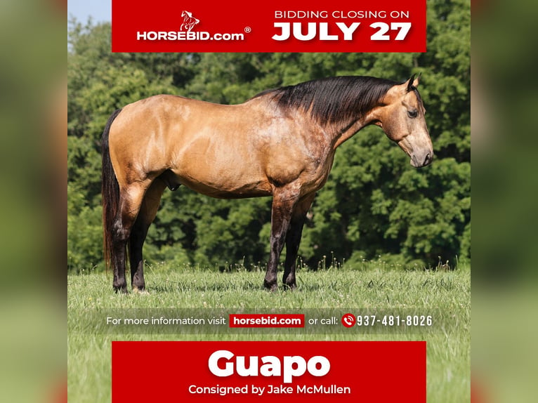 Caballo cuarto de milla Caballo castrado 10 años Buckskin/Bayo in Mount Vernon, KY