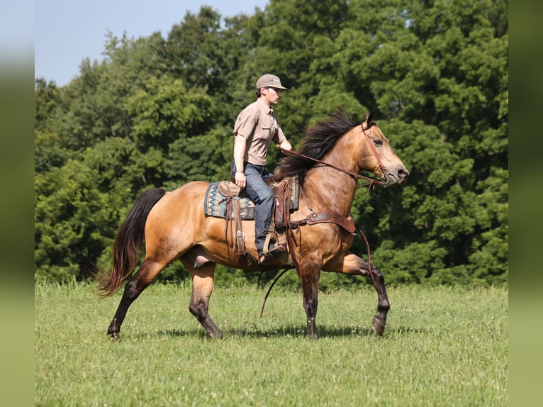 Caballo cuarto de milla Caballo castrado 10 años Buckskin/Bayo in Mount Vernon, KY