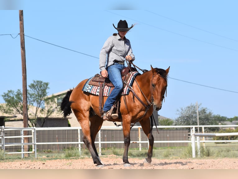 Caballo cuarto de milla Caballo castrado 10 años Castaño rojizo in Amarillo