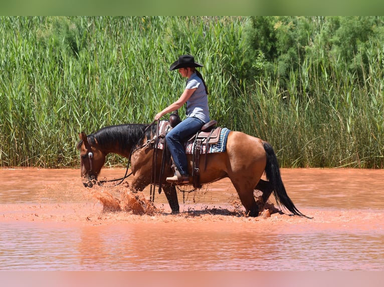Caballo cuarto de milla Caballo castrado 10 años Castaño rojizo in Amarillo