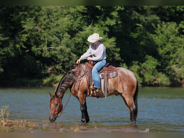 Caballo cuarto de milla Caballo castrado 10 años Castaño-ruano in Clarion
