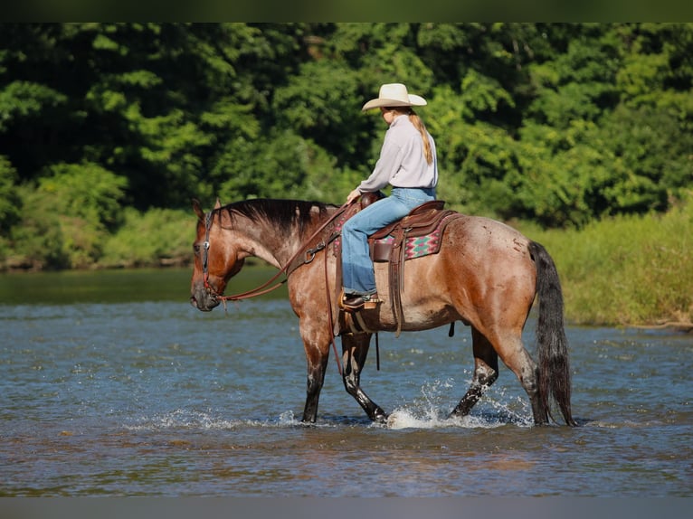 Caballo cuarto de milla Caballo castrado 10 años Castaño-ruano in Clarion