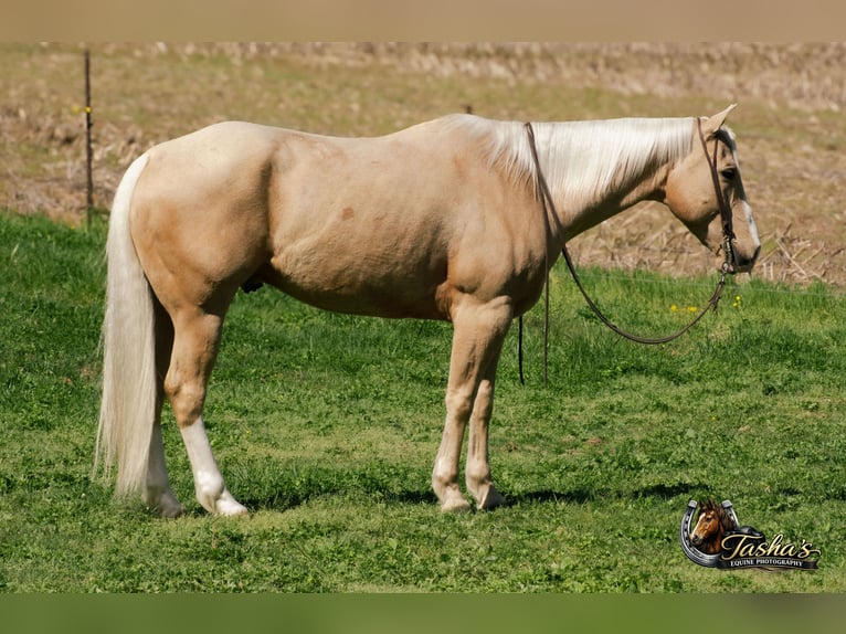 Caballo cuarto de milla Caballo castrado 10 años Palomino in Henderson