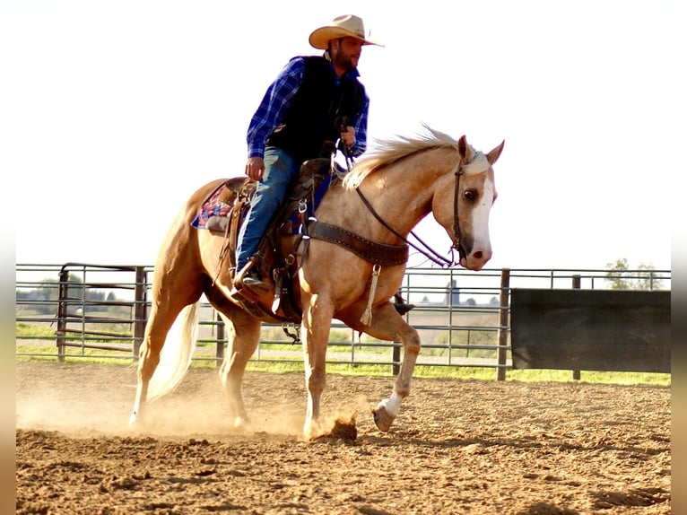 Caballo cuarto de milla Caballo castrado 10 años Palomino in La Motte