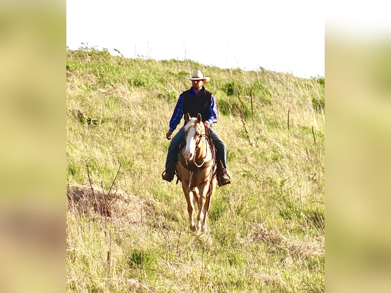 Caballo cuarto de milla Caballo castrado 10 años Palomino in La Motte