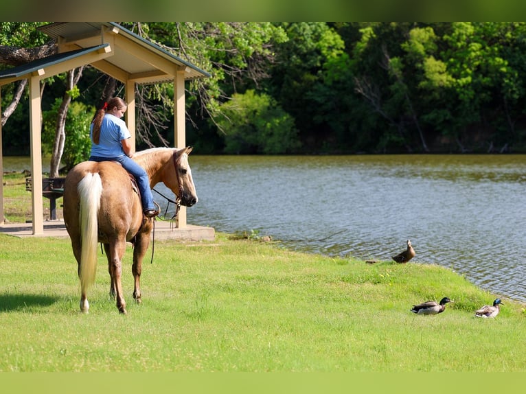 Caballo cuarto de milla Caballo castrado 10 años Palomino in Terrell