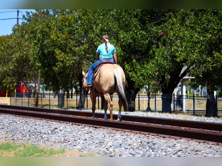 Caballo cuarto de milla Caballo castrado 10 años Palomino in Terrell