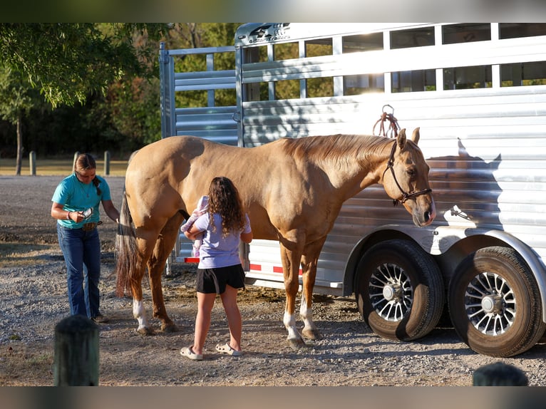Caballo cuarto de milla Caballo castrado 10 años Palomino in Terrell