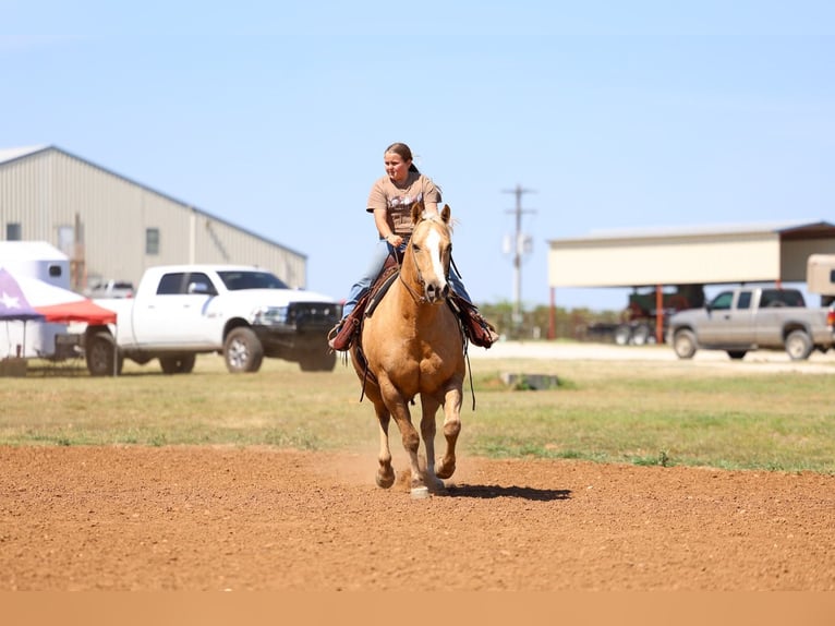 Caballo cuarto de milla Caballo castrado 10 años Palomino in Terrell