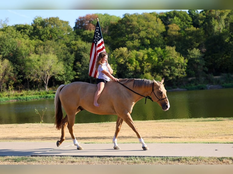 Caballo cuarto de milla Caballo castrado 10 años Palomino in Terrell