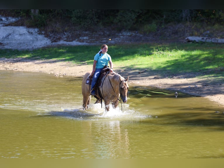 Caballo cuarto de milla Caballo castrado 10 años Palomino in Terrell