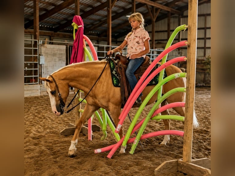 Caballo cuarto de milla Caballo castrado 10 años Palomino in Robards