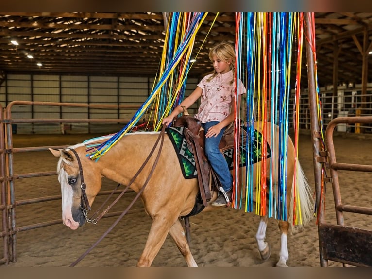 Caballo cuarto de milla Caballo castrado 10 años Palomino in Robards