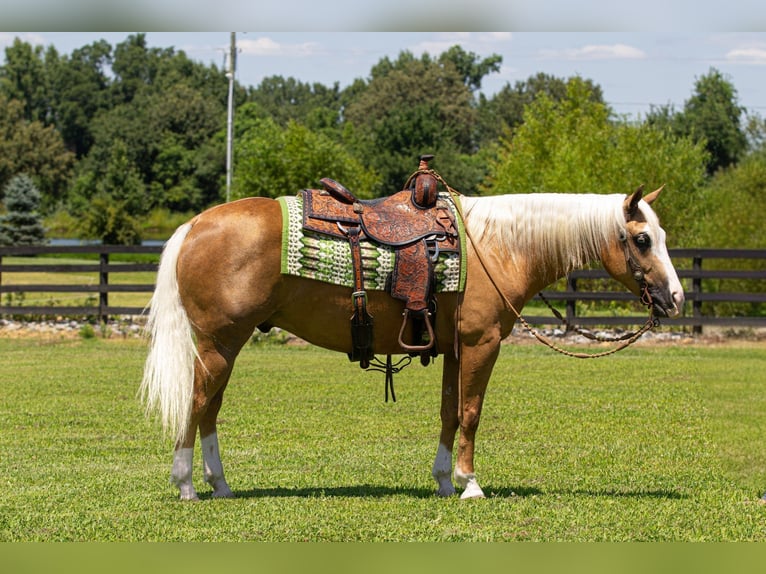 Caballo cuarto de milla Caballo castrado 10 años Palomino in Robards