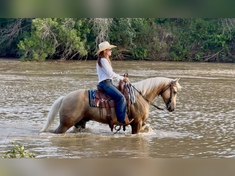 Caballo cuarto de milla Caballo castrado 10 años Palomino in Weatherford