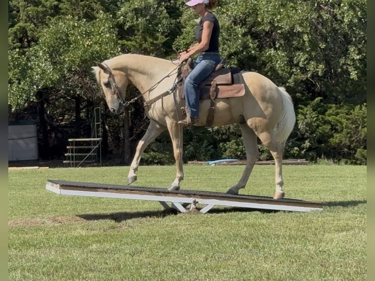 Caballo cuarto de milla Caballo castrado 10 años Palomino in Weatherford
