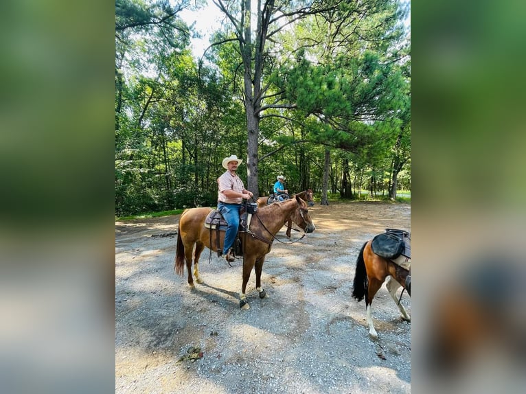 Caballo cuarto de milla Caballo castrado 10 años Ruano alazán in Robards, KY