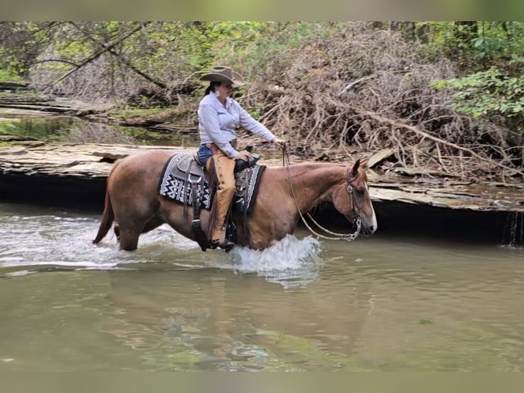 Caballo cuarto de milla Caballo castrado 10 años Ruano alazán in Robards, KY