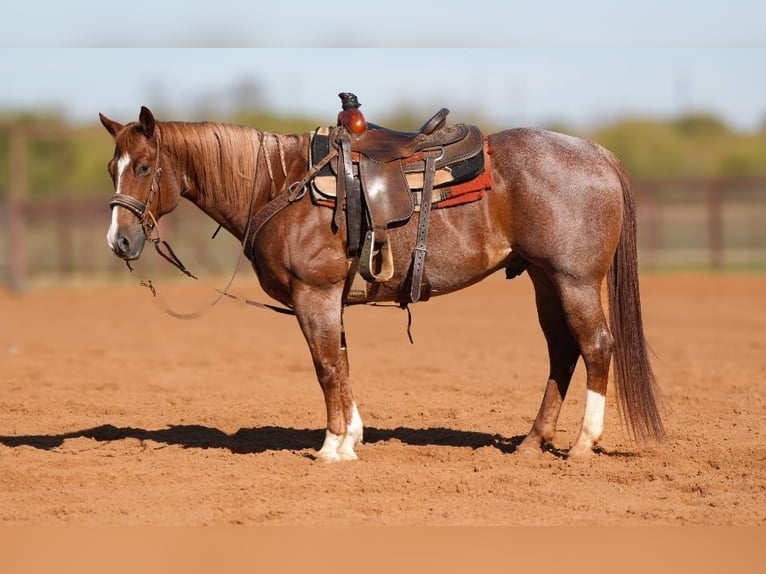 Caballo cuarto de milla Caballo castrado 10 años Ruano alazán in Robards, KY