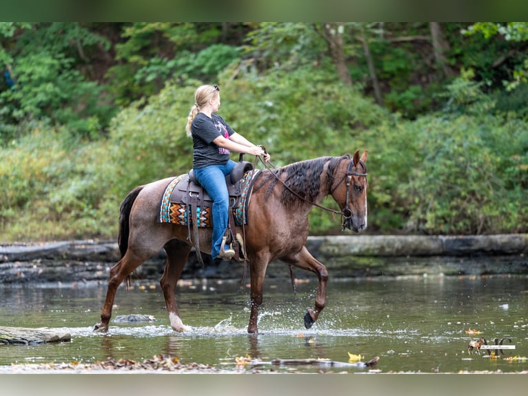 Caballo cuarto de milla Caballo castrado 10 años Ruano alazán in North Bloomfield