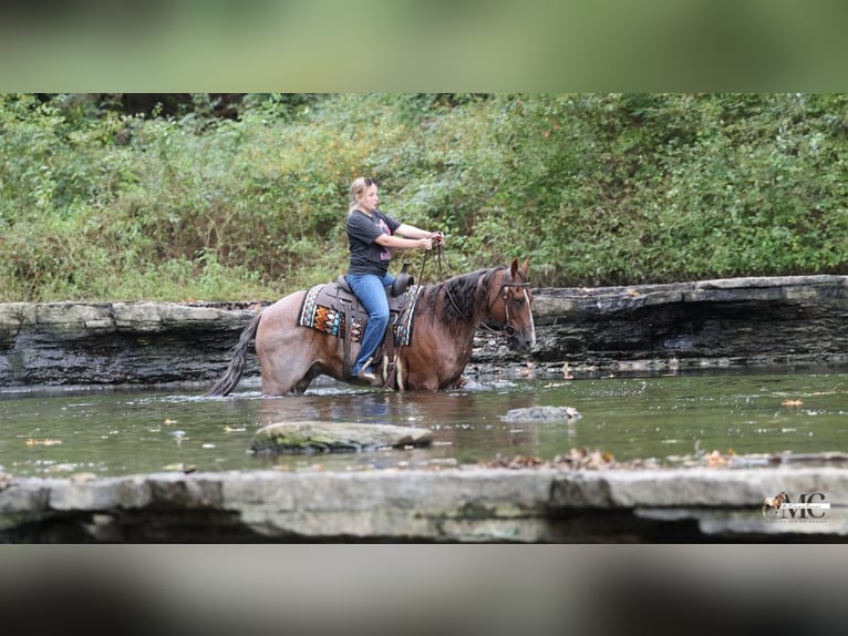 Caballo cuarto de milla Caballo castrado 10 años Ruano alazán in North Bloomfield