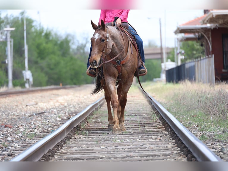 Caballo cuarto de milla Caballo castrado 10 años Ruano alazán in Ripley
