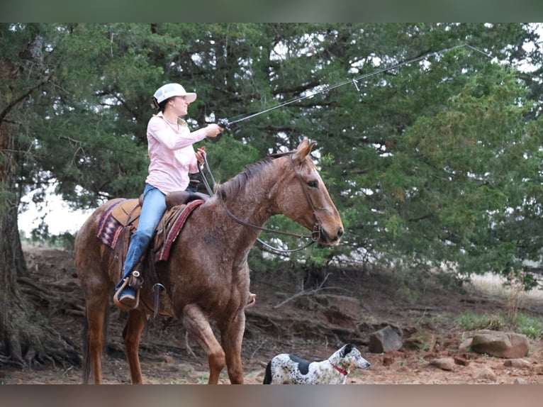 Caballo cuarto de milla Caballo castrado 10 años Ruano alazán in Ripley