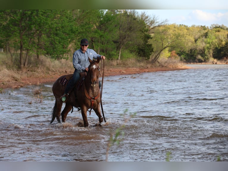 Caballo cuarto de milla Caballo castrado 10 años Ruano alazán in Ripley