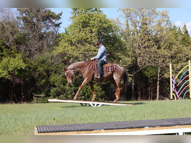 Caballo cuarto de milla Caballo castrado 10 años Ruano alazán in Ripley