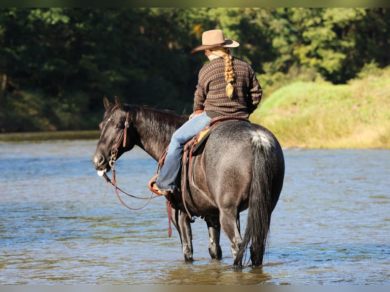 Caballo cuarto de milla Caballo castrado 10 años Ruano azulado in Clarion