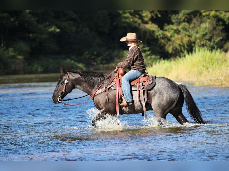 Caballo cuarto de milla Caballo castrado 10 años Ruano azulado in Clarion